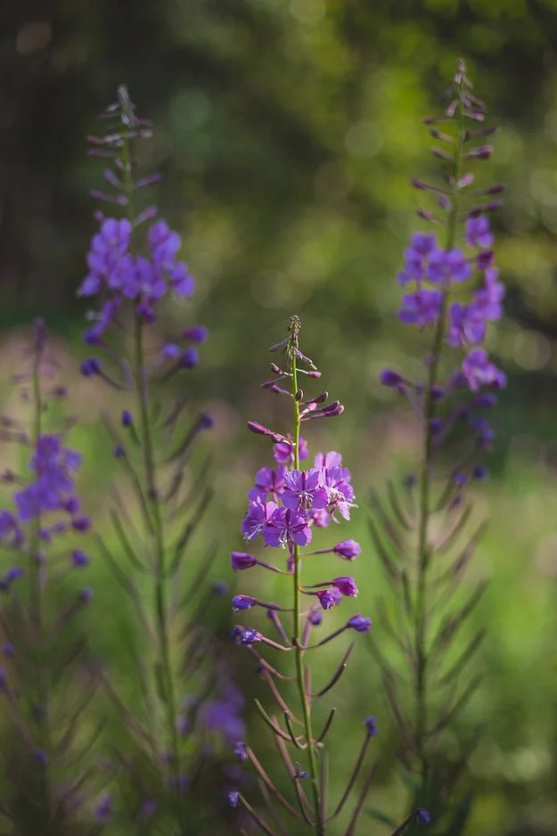 Foraging Walk in the Boreal Forest - August 10, 2024 - $75 - Nature AliveCourses, Guided Trips