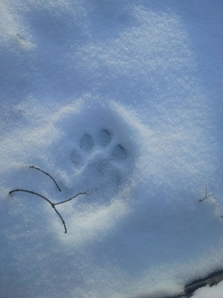 Animal Tracking Basics - March 16, 2024 - Nature AliveCourses