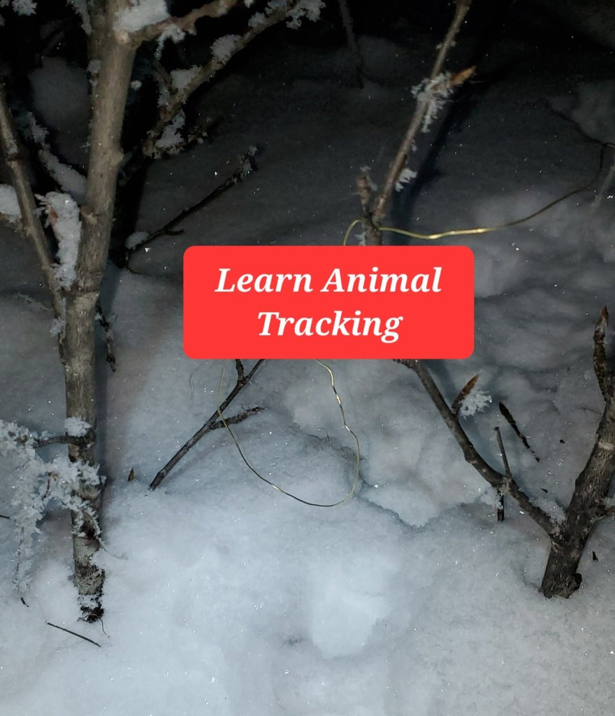 Bushcraft on the Trap Line - An Interactive Trap Line Experience January 21-28, 2024 - 7 days - Nature AliveCourses, winter, trapping,